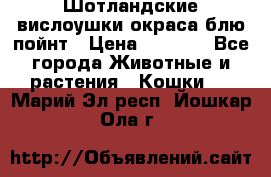 Шотландские вислоушки окраса блю пойнт › Цена ­ 4 000 - Все города Животные и растения » Кошки   . Марий Эл респ.,Йошкар-Ола г.